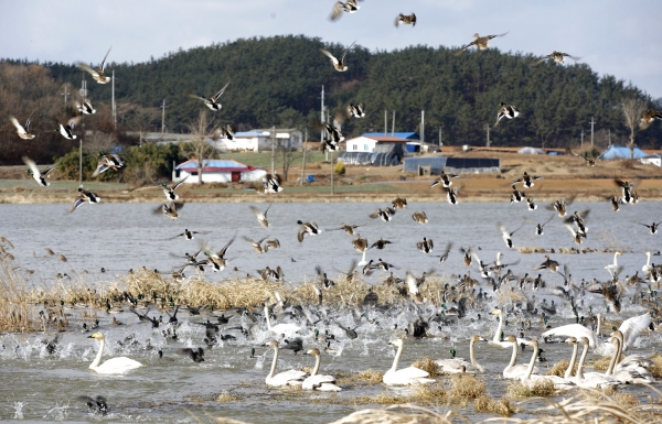 수룡저수지 고니 모습
