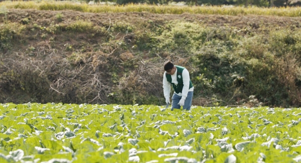 배추 계약재배 장면