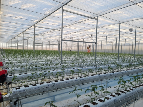 청년창업농 스마트팜 조성,  온실에 식재된 딸기 모종 사진