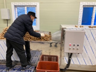 둥굴레 수확 및 가공 모습