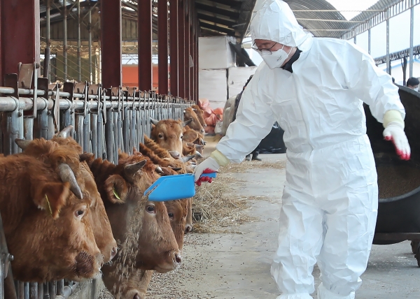 장종태 대전 서구청장은 기성동의 축산농가를 방문하여 위로와 격려, 그리고 희망의 메시지를 전달했다.