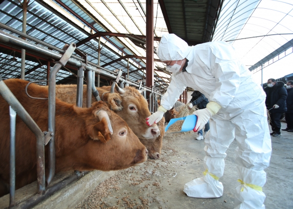 기성지역 축산농가를 방문해 사료를 주고 있는 장종태 청장