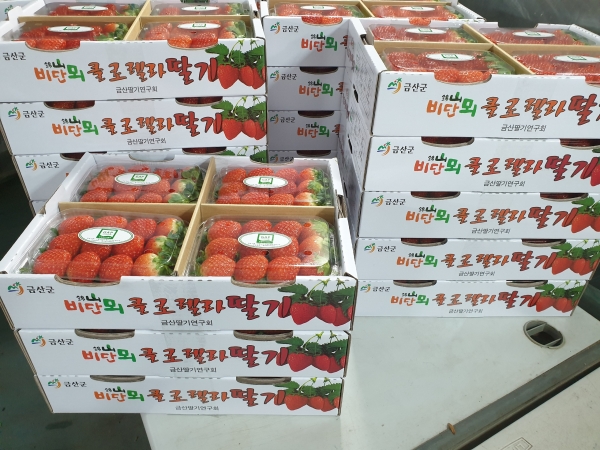 클로렐라 브랜드 딸기