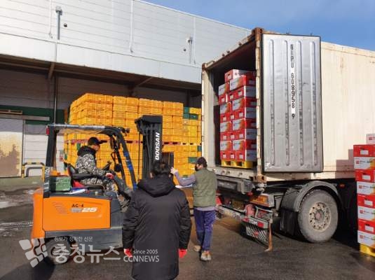 수출할 예산황토사과를 컨테이너에 싣는 모습