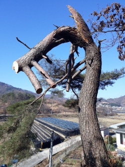 위험목 제거 모습