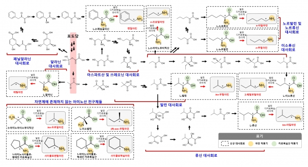총 12가지 짧은 탄소길이의 일차 아민 생산을 위해 구축된 생합성 경로