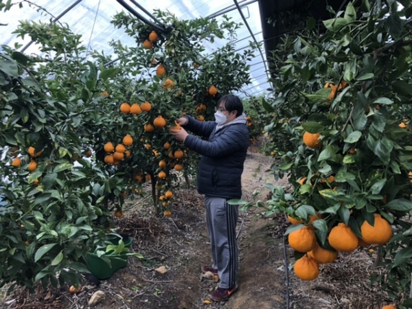 감귤류 재배 농가