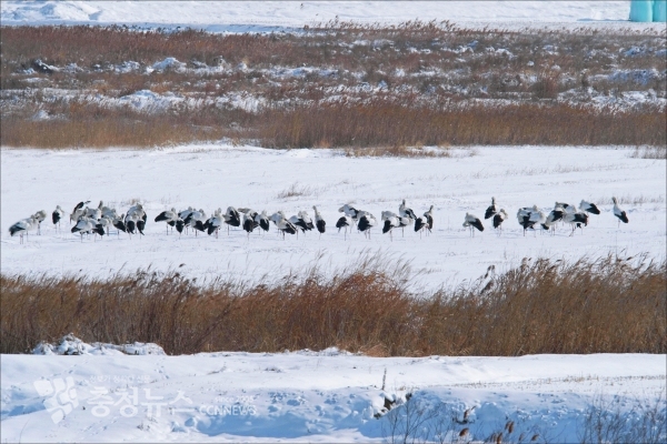 고창 지역 황새 무리의 모습, 결빙으로 먹이활동을 하지 못하고 있다(사진 제공=예산황새공원 황진환)