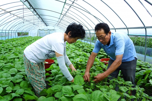 깻잎 수확 모습