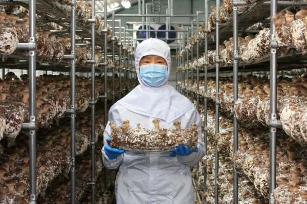 표고버섯 재배시설