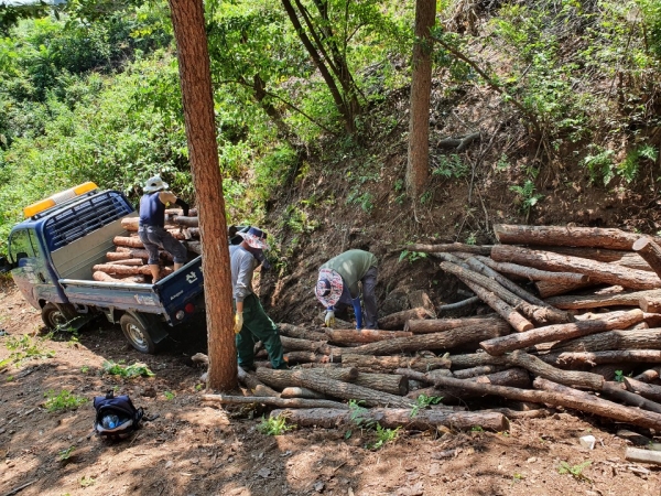 산림분야 일자리 사업 추진 장면