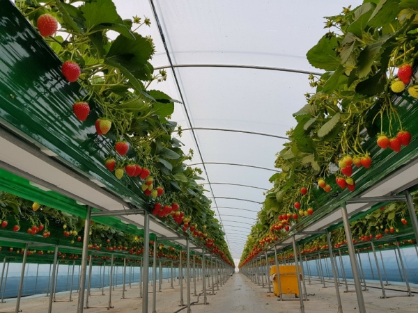 농촌진흥 시범사업 신청 접수