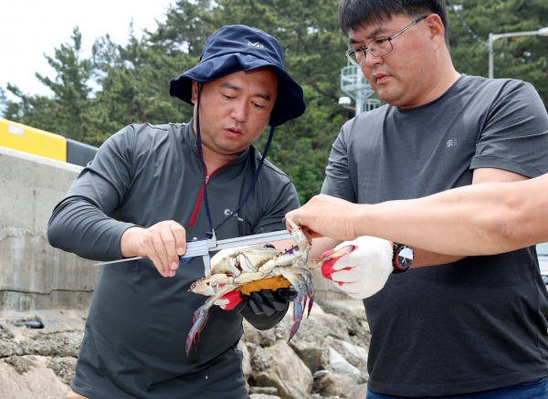 근흥면 황골항 꽃게 산란장 조성사업 모습.