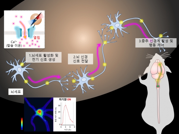 자기유전학을 통한 뇌 신경 활성화