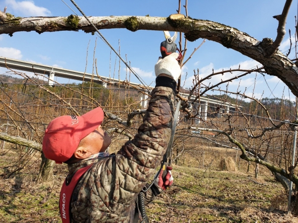 과수화상병 예방 작업 사진