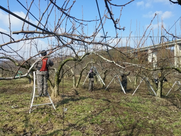 과수화상병 예방 작업 사진