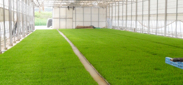 안면읍에 위치한 ‘벼 공동 육묘장’