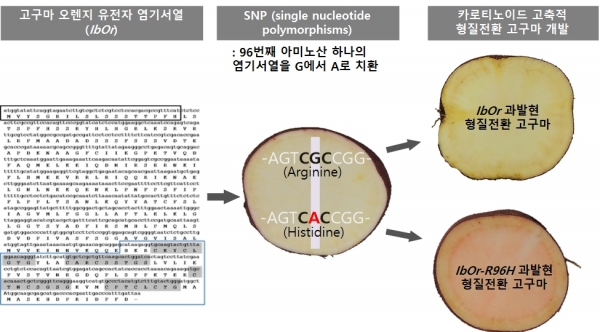 형질전환 고구마 개발 모식도