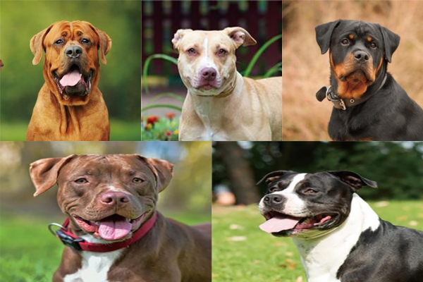 좌측 상단부터 오른쪽 방향으로 도사견, 아메리칸 핏불테리어, 로트와일러, 하단 왼쪽 스태퍼드셔 불태리어, 오른쪽 아메리칸 스태퍼드셔 테리어