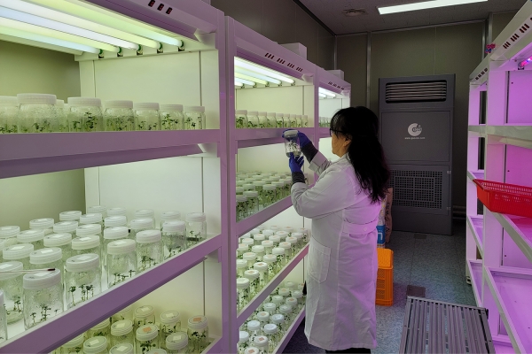 서산시농업기술센터 내 조직배양실에 있는 고구마 무병묘