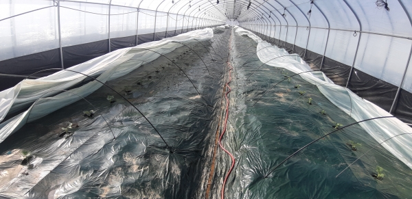 천안특산품 하늘그린 멜론이 지난 7일 정식됐다.