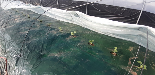 천안특산품 하늘그린 멜론이 지난 7일 정식됐다.