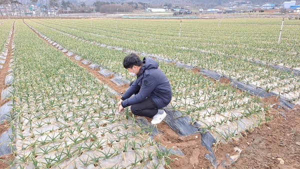 마늘 생육 조사 사진