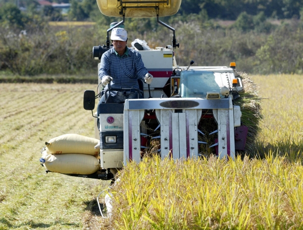 지난해 원북면 신두리 영농단 벼수확 작업 모습.