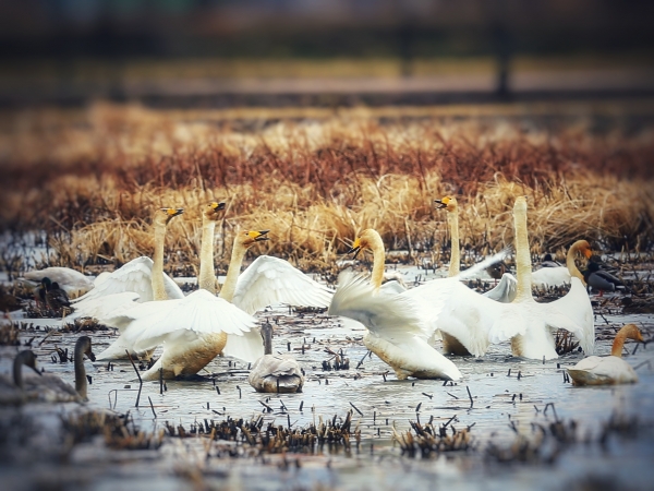 당진 합덕제에 찾아온 큰고니