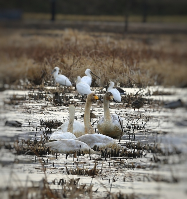 당진 합덕제에 찾아온 큰고니