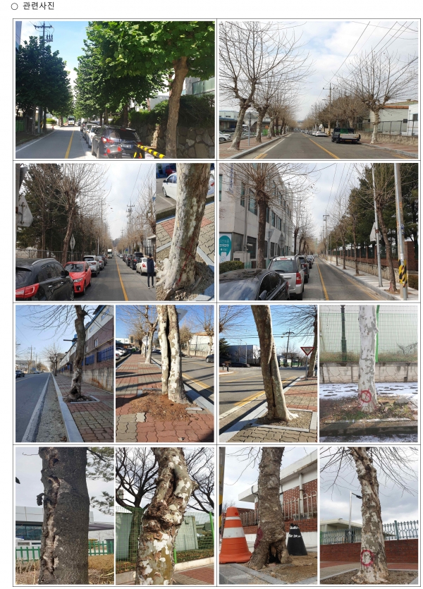 2산단 가로수 정비 공사 계획