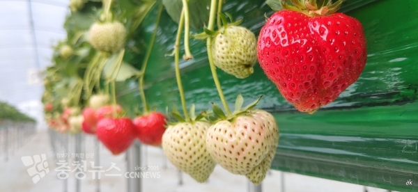 홍성 아리향 딸기
