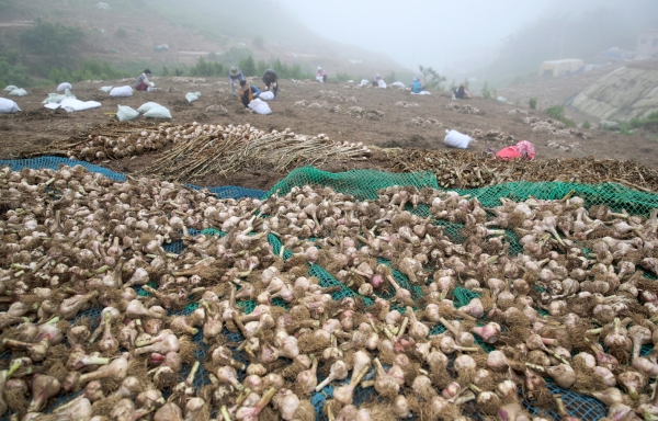 가의도 마늘 종구 수확 모습.