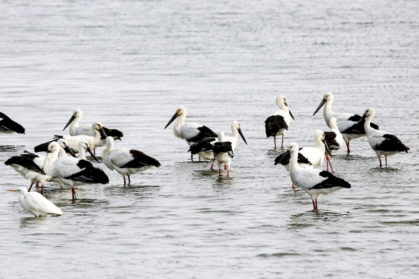야생생물 Ⅰ급이자 천연기념물 제199호 황새가 먹이를 찾고 있다.