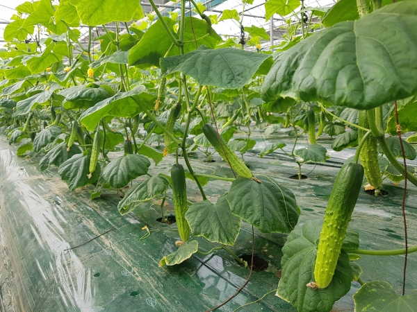 본격적인 출하 예정인 천안 ‘하늘그린오이’