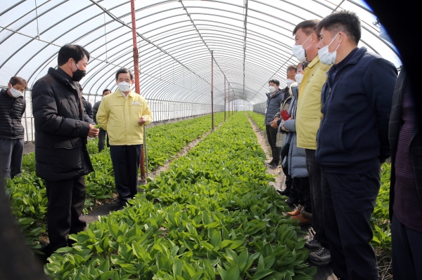 노박래 서천군수, 소면적 고소득 작목 산마늘(명이나물) 재배현장 방문