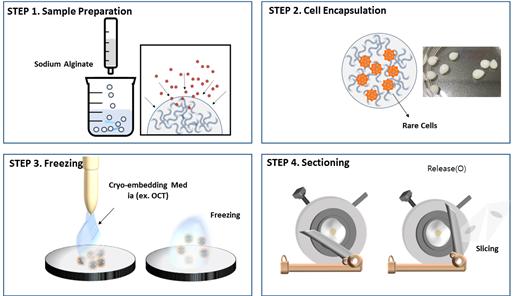 알지네이트 비드를 매개로 하는 새로운 동결절편 제작과정 개념도