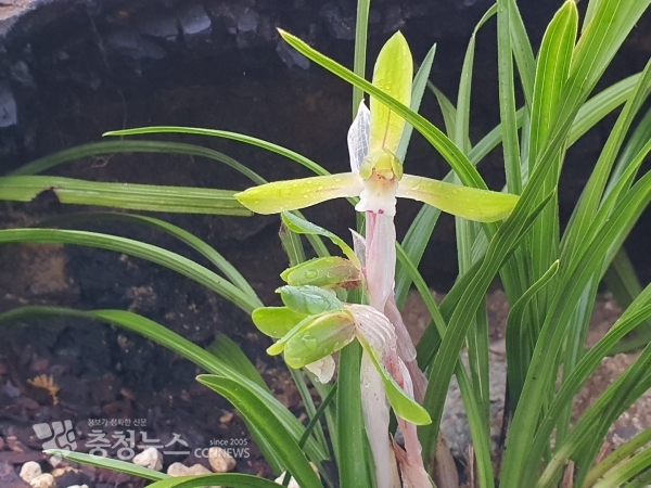 국립세종수목원 난초과식물전시온실에서 난초과 여러해살이 식물인 보춘화 꽃이 활짝 펴 관람객을 맞이하고 있다