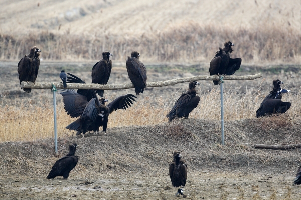 천수만에서 확인된 독수리