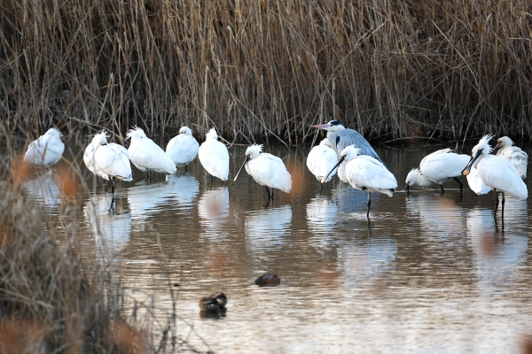 천수만에서 확인된 노랑부리저어새