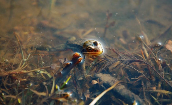 개구리가 겨울잠에서 깨 머리를 뻐금 내미는 장면
