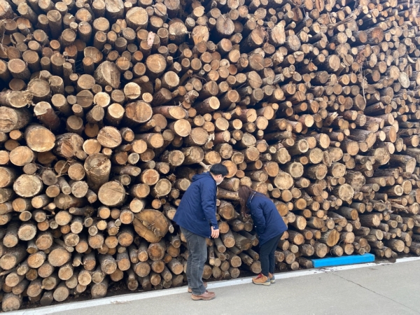 소나무류 이동 단속사진