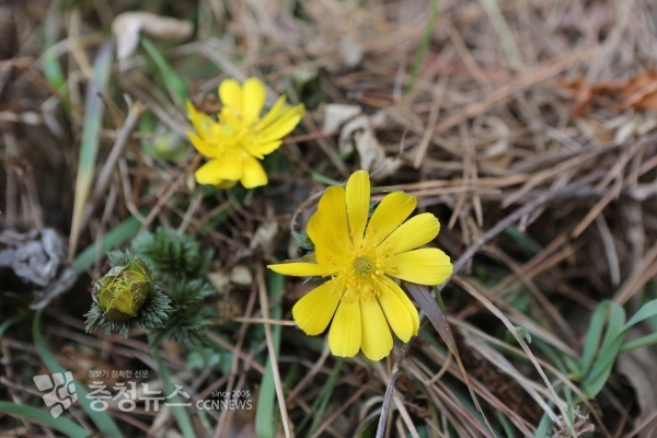 가의도에 핀 복수초