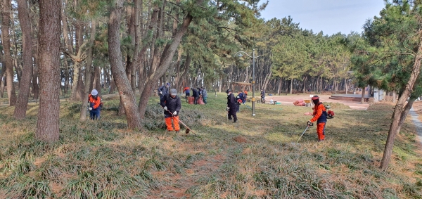 송림 숲 맥문동 군락지 생육환경 개선사업 시행