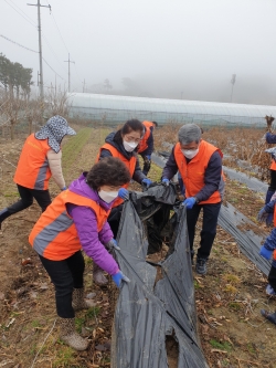 (사)농가주부모임 희망드림봉사단 농촌일손 돕기 실시