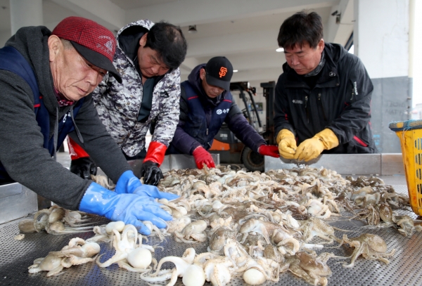 주꾸미 수확 (신진도항 모습)