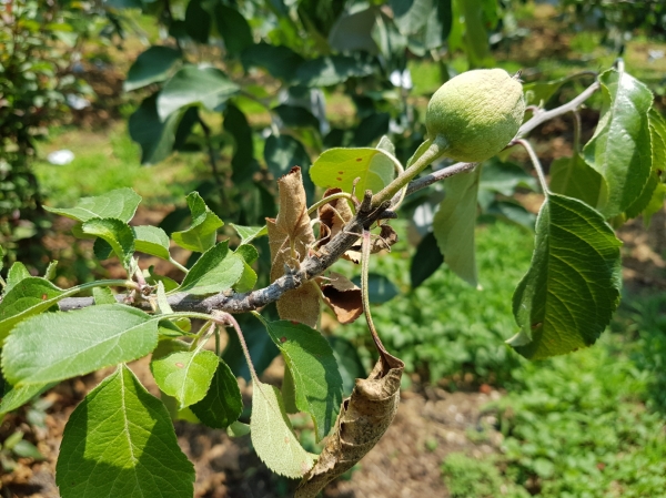 사과 화상병 증상