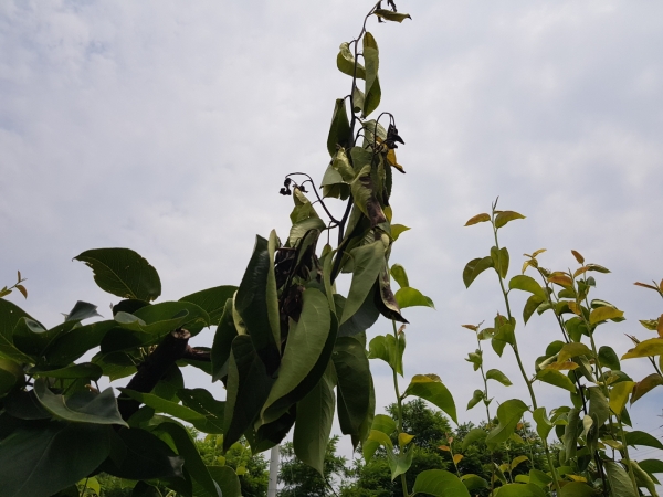 배 화상병 증상