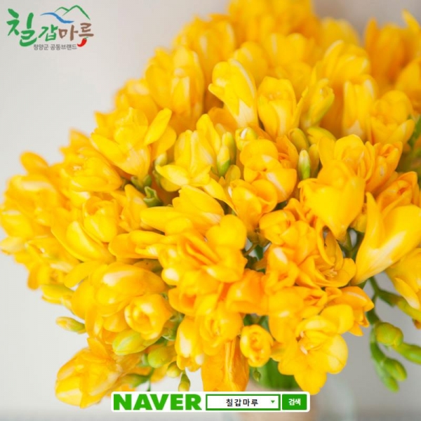 프리지아 온라인 판매창