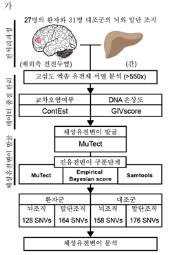 연구에서 사용된 뇌 특이 체성 유전변이 분석 파이프라인